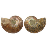 Ammonite Fossil Pair in Lucite Stands