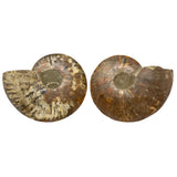 Ammonite Fossil Pair in Lucite Stands