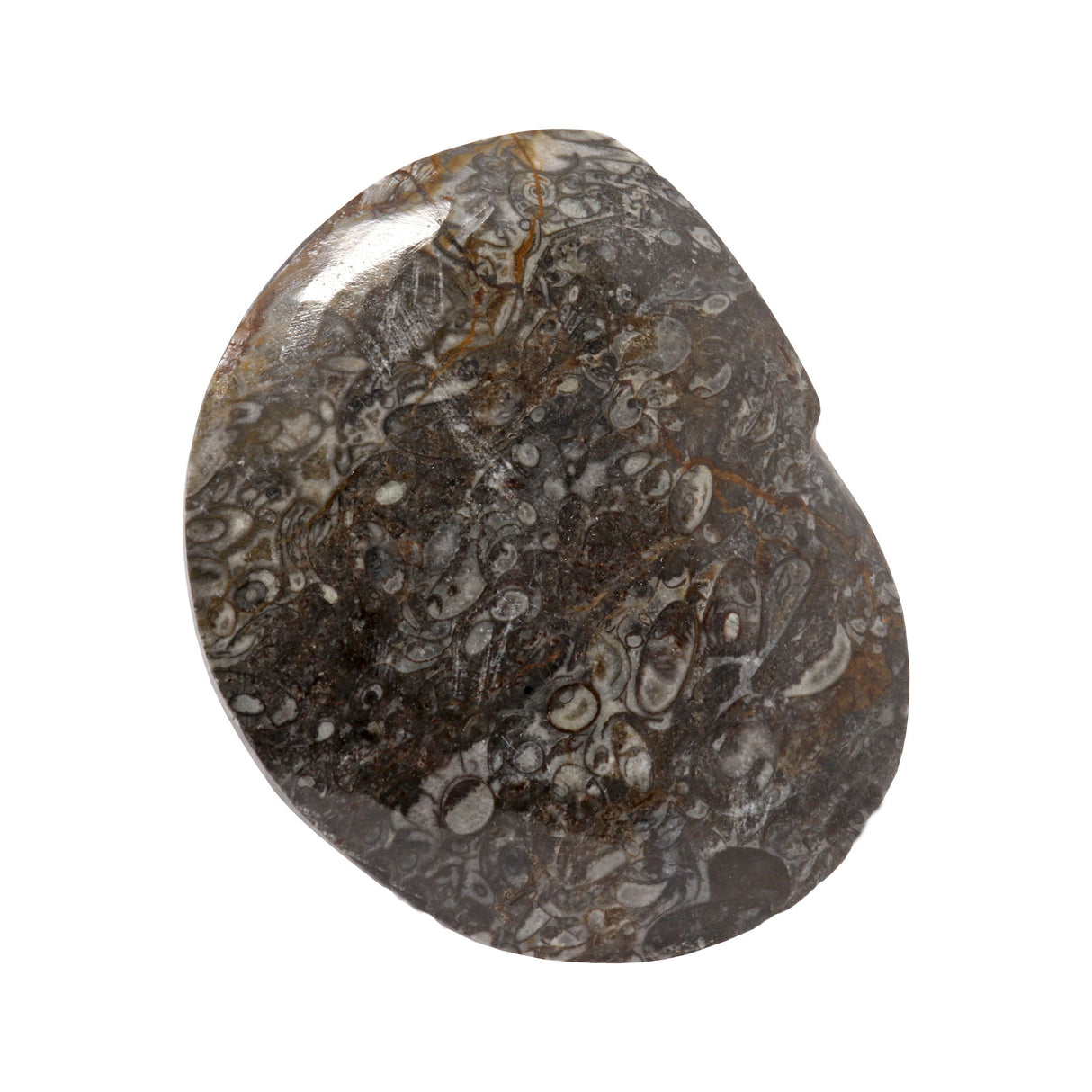 Ammonite & Orthoceras Fossil Dish in Black Seabed