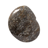Ammonite & Orthoceras Fossil Dish in Black Seabed