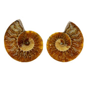 Ammonite fossil pair cut and polished to honey-amber halves with white suture lines, mirrored on a white backdrop
