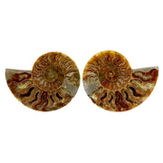 Ammonite fossil pair with amber chambers, gray seabed matrix and sparkling druzy pockets