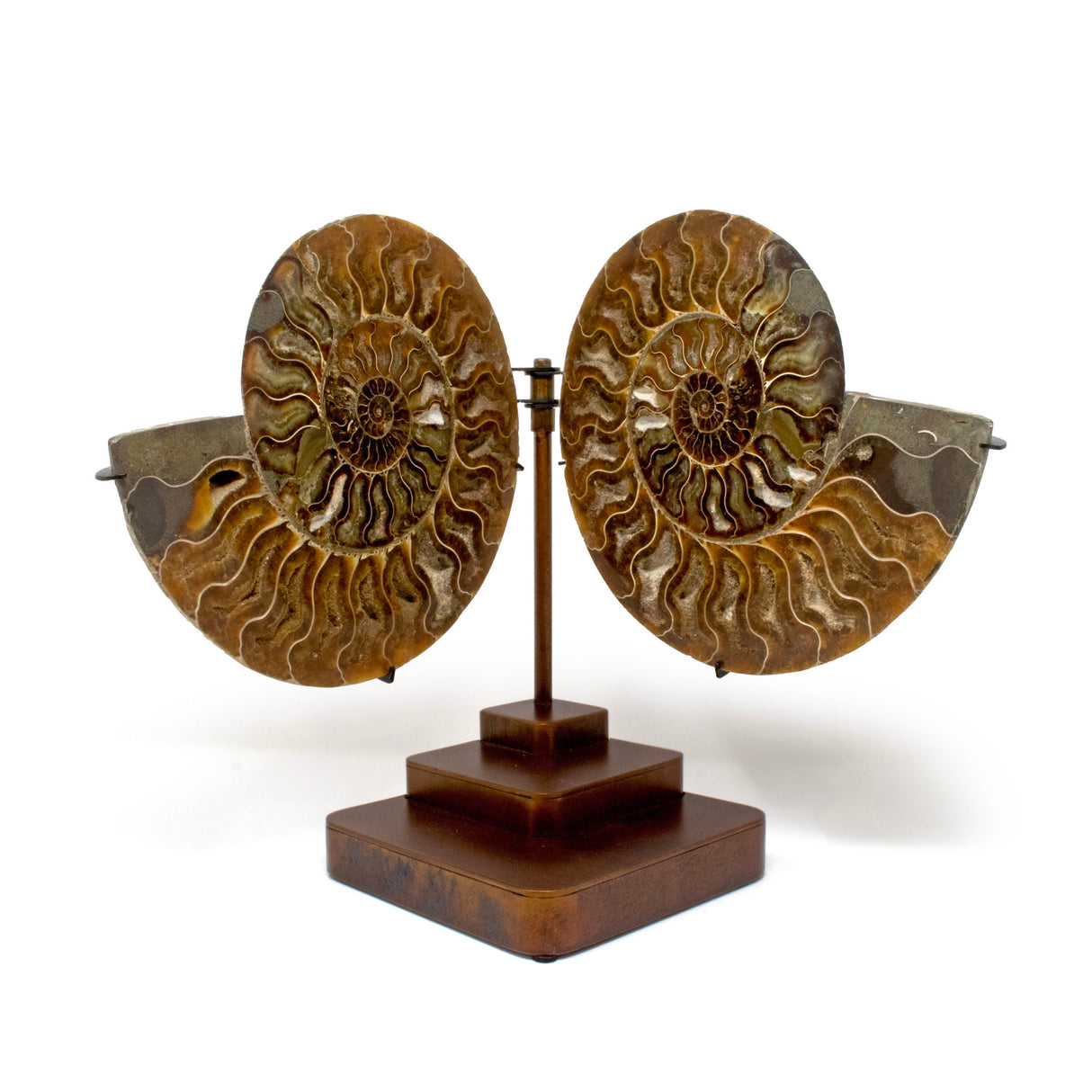 Ammonite Fossil Pair in Custom Pivot Stand with Rust Patina Finish - Rich Sienna Brown Hue with Taupe & White Inclusions