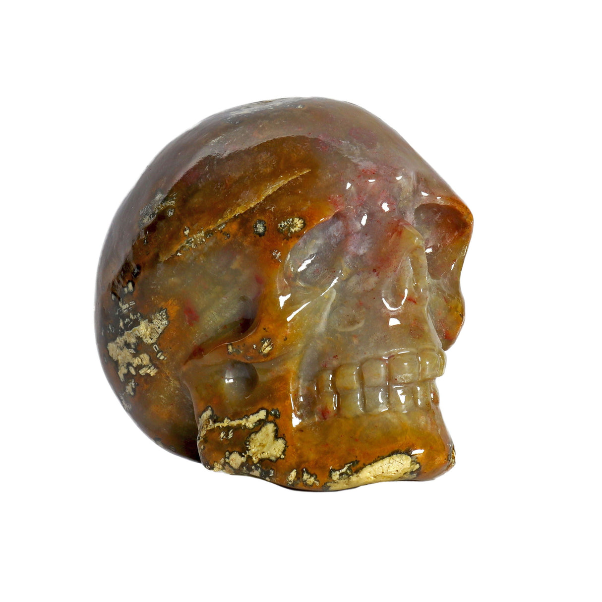 Fossilized Coral Skull Small