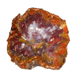 Arizona Petrified Wood Slice - Yellow & White Stripe with Lucite Easel