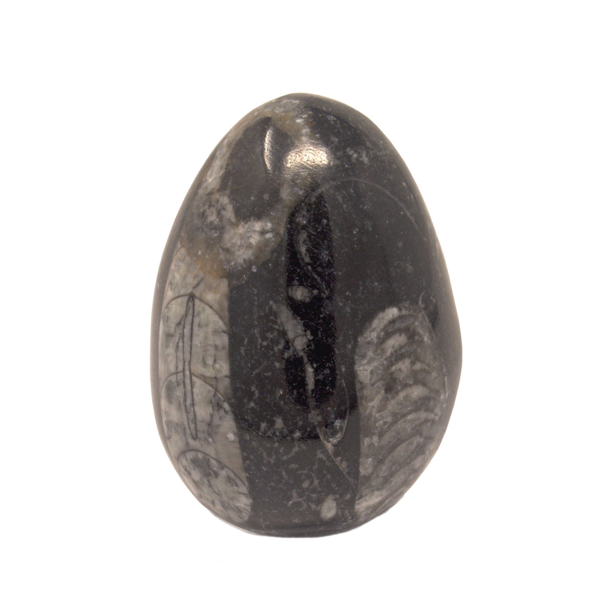 Orthoceras Egg -Small