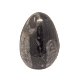 Orthoceras Egg -Small