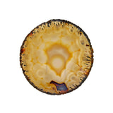 Thin Agate Slice -Round Multicolored with Micro Tubular Rim & Botrioydal Pattern on Lucite Easel Stand