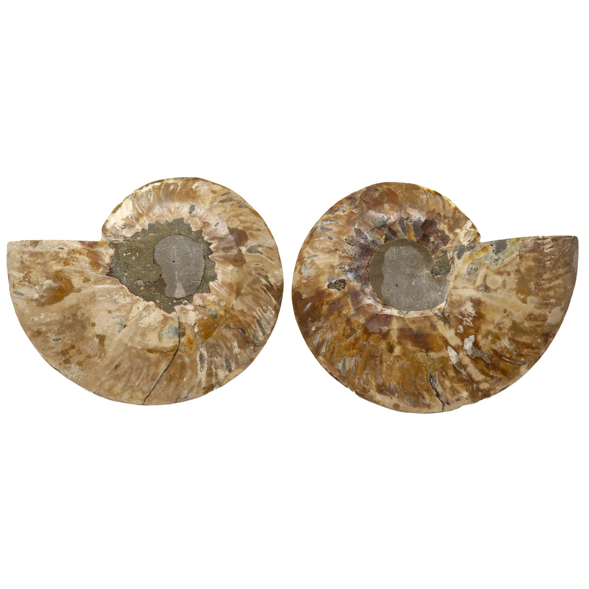 Ammonite Fossil Pair in Lucite Stands