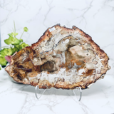 Madagascar Petrified Wood Slice - Polished Double Sided with Lucite Easel Stand
