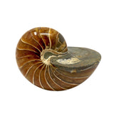 Wide Back Ammonite Fossil with Simple Sutures - Seabed in Center
