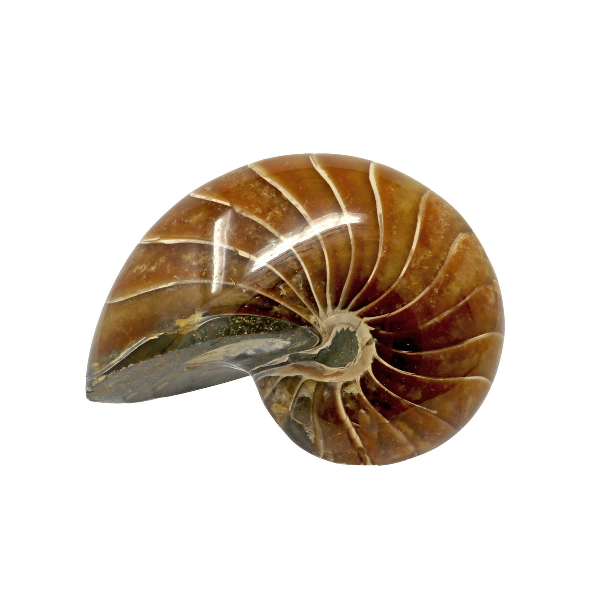 Wide Back Ammonite Fossil with Simple Sutures - Seabed in Center