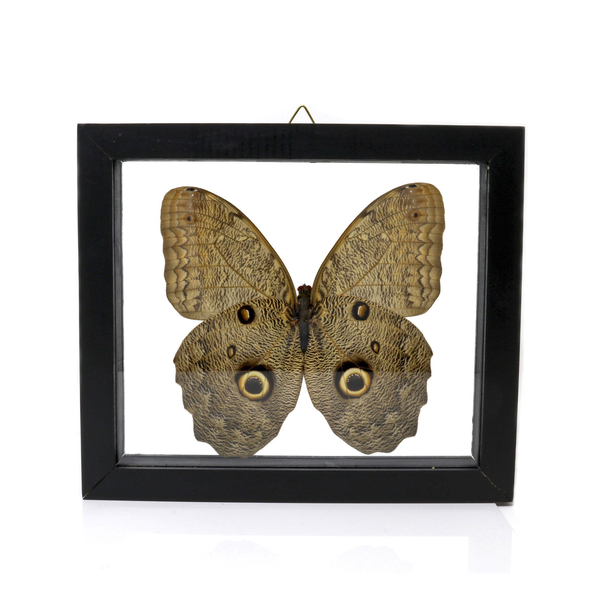 Butterfly Frame Single Owl Eye