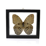 Butterfly Frame Single Owl Eye
