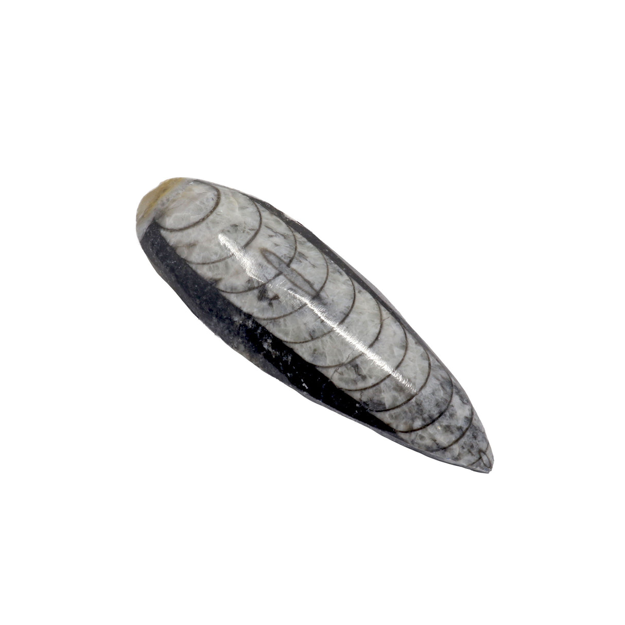 Orthoceras Fossil Magnet
