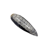 Orthoceras Fossil Magnet