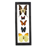 Butterfly Frame 5 Count Variety from Peru Vertically Set