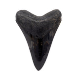 Megalodon Shark Tooth A+ (Medium) from South Carolina
