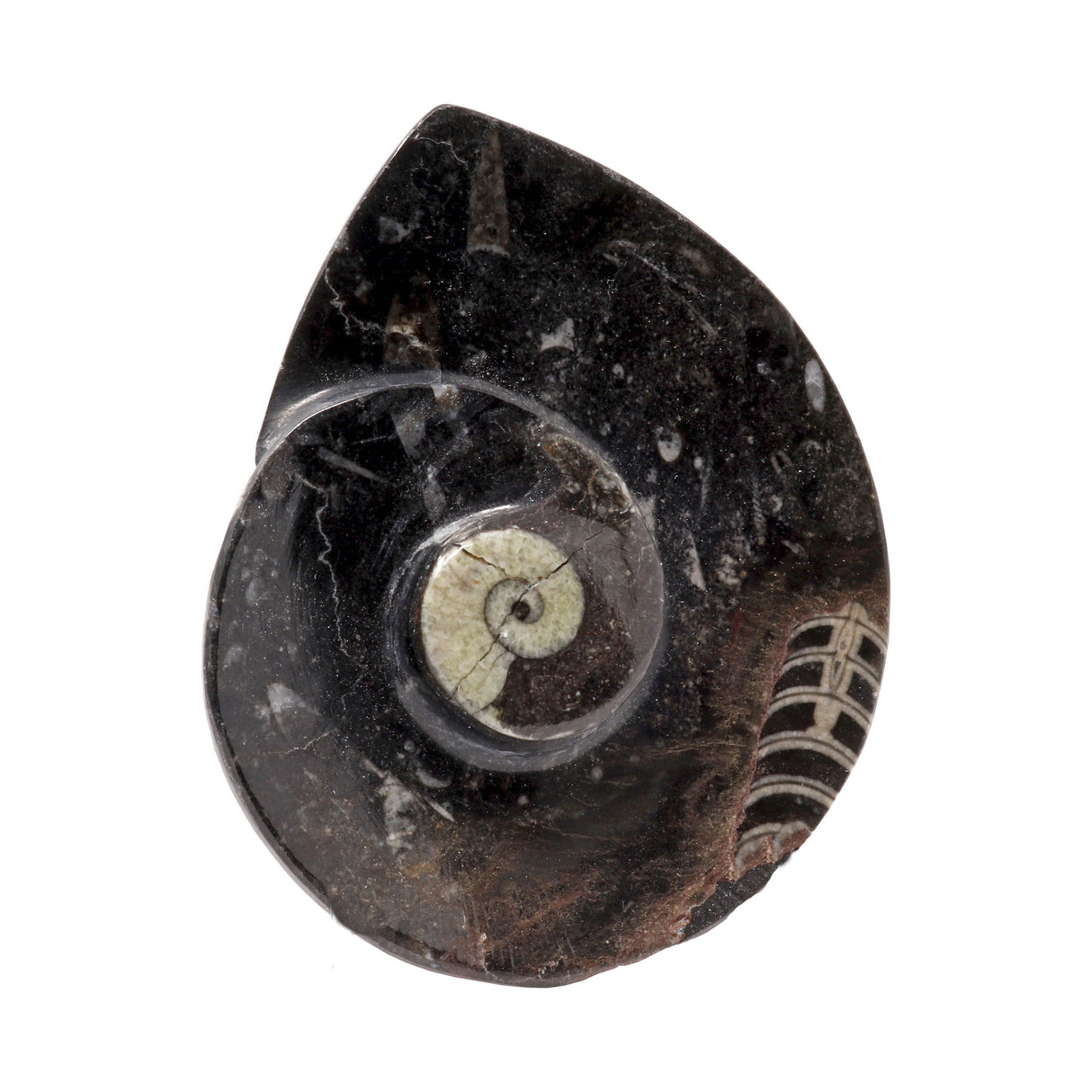 Ammonite & Orthoceras Fossil Dish in Black Seabed