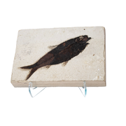Dark brown Knightia fish fossil set in a cream limestone tile on a clear easel against white