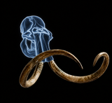 Ghosted mammoth skull graphic with the actual banded Alaskan tusks showing how they curved in life