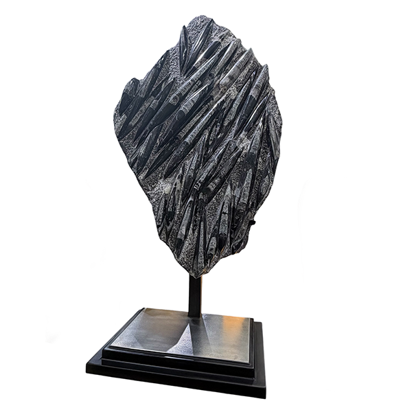Orthoceras Fossil Plaque On Custom Stand
