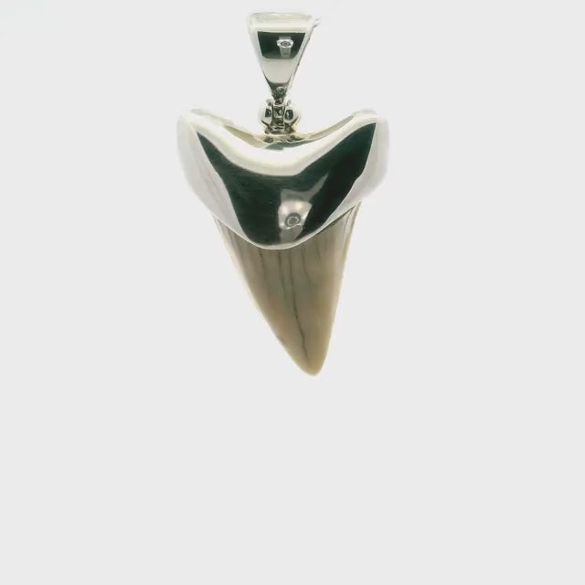 Fossilized Shark Tooth Pendant - Tan Tooth Lantern Set in Simple 925 Sterling Silver