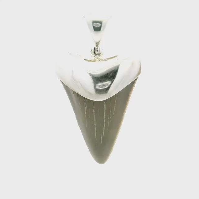 Fossilized Shark Tooth Pendant - Tan Tooth Lantern Set in Simple 925 Sterling Silver