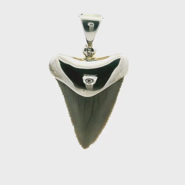 Fossilized Shark Tooth Pendant - Tan Tooth Lantern Set in Simple 925 Sterling Silver