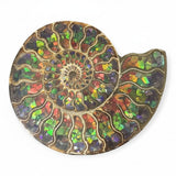 Rare Earth Gallery ammonite fossil half inlaid with iridescent ammolite, showcasing spiral chambers and vibrant color shifts.