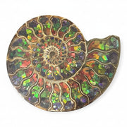 Rare Earth Gallery ammonite fossil half inlaid with iridescent ammolite, showcasing spiral chambers and vibrant color shifts.
