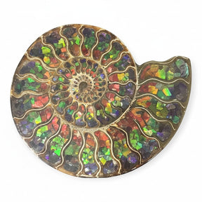 Rare Earth Gallery ammonite fossil half inlaid with iridescent ammolite, showcasing spiral chambers and vibrant color shifts.