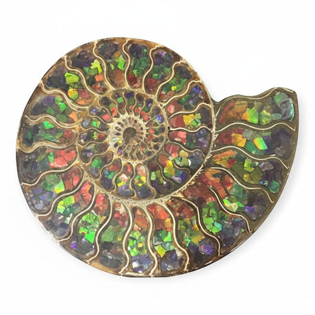 Rare Earth Gallery ammonite fossil half inlaid with iridescent ammolite, showcasing spiral chambers and vibrant color shifts.