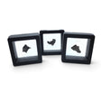 Rare Earth Gallery small Campo del Cielo iron meteorite nuggets suspended in black square gel display cases