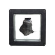 Rare Earth Gallery tumbled Canyon Diablo iron meteorite fragment displayed in a protective black gel box.