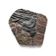 Rare Earth Gallery crinoid fossil plaque featuring a detailed ancient sea lily specimen on a natural stone matrix.