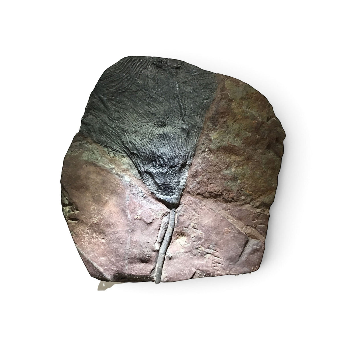 Rare Earth Gallery crinoid fossil plaque featuring an ancient sea lily with intricate skeletal geometry in stone