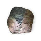Rare Earth Gallery crinoid fossil plaque featuring an ancient sea lily with intricate skeletal geometry in stone