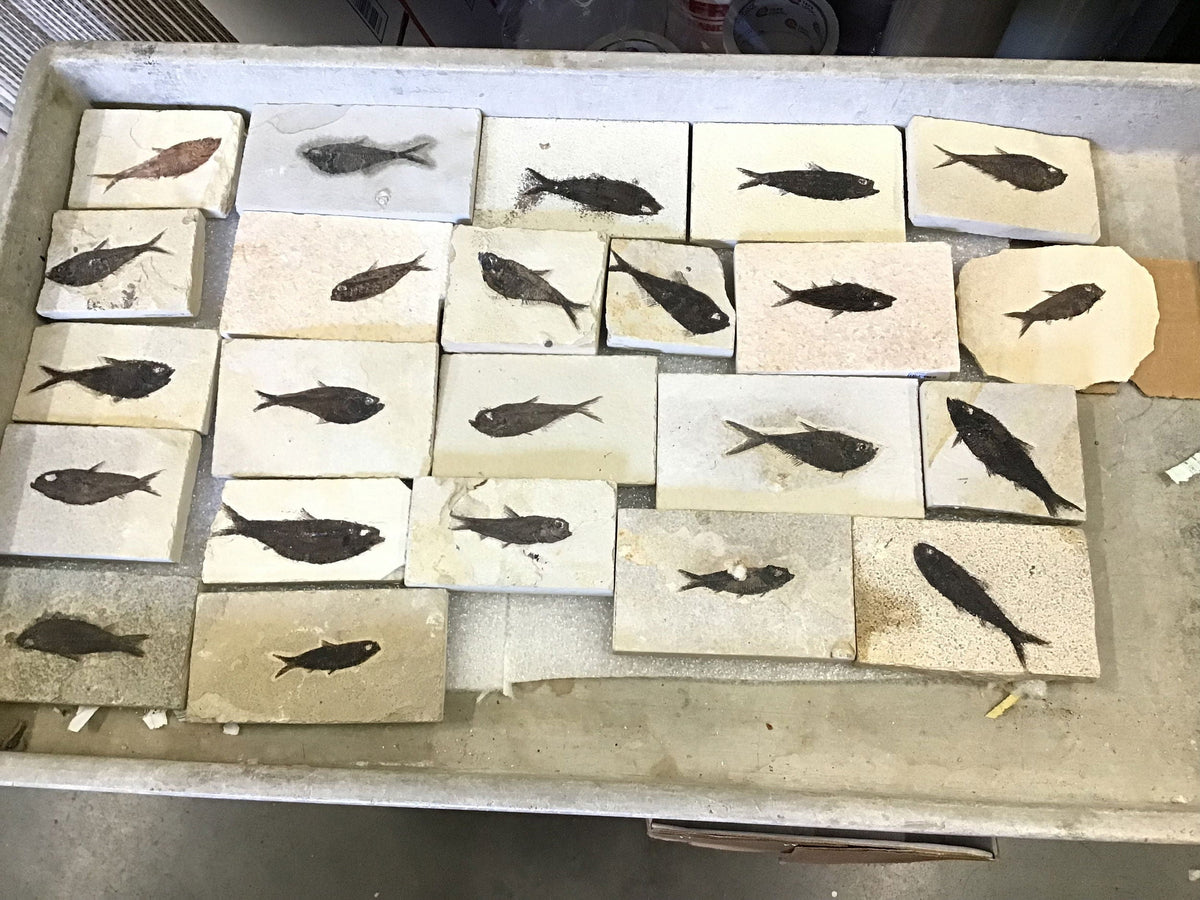 Rare Earth Gallery collection of Knightia genus fish fossils embedded in rectangular limestone tiles
