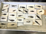 Rare Earth Gallery collection of Knightia genus fish fossils embedded in rectangular limestone tiles