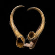 Rare Earth Gallery Alaskan Wooly Mammoth tusk pair mounted on a custom Ipe wood base against a black background.