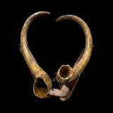 Rare Earth Gallery Alaskan Wooly Mammoth tusk pair mounted on a custom Ipe wood base against a black background.