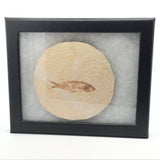 Rare Earth Gallery Wyoming fish fossil displayed in a black Riker box with a circular stone matrix.