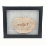 Rare Earth Gallery Wyoming fish fossil displayed in a black Riker box with white cotton backing.