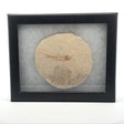 Rare Earth Gallery Wyoming fish fossil displayed in a black Riker box with white padding