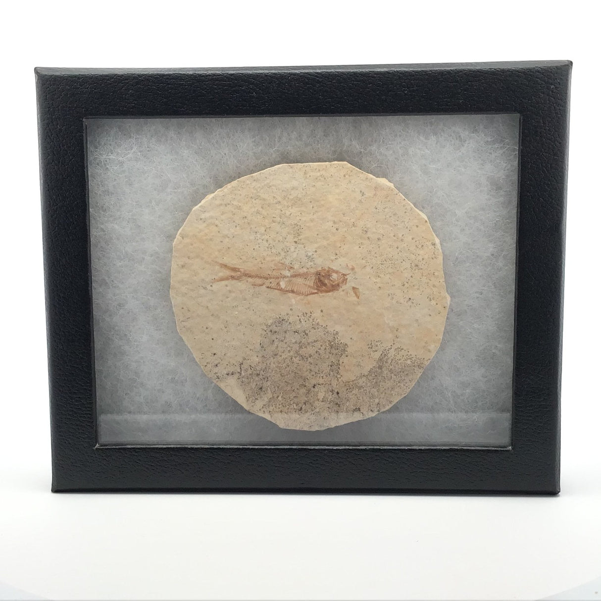 Rare Earth Gallery Wyoming fish fossil displayed in a black Riker box with white padding