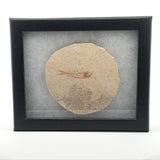 Rare Earth Gallery Wyoming fish fossil displayed in a black Riker box with white padding